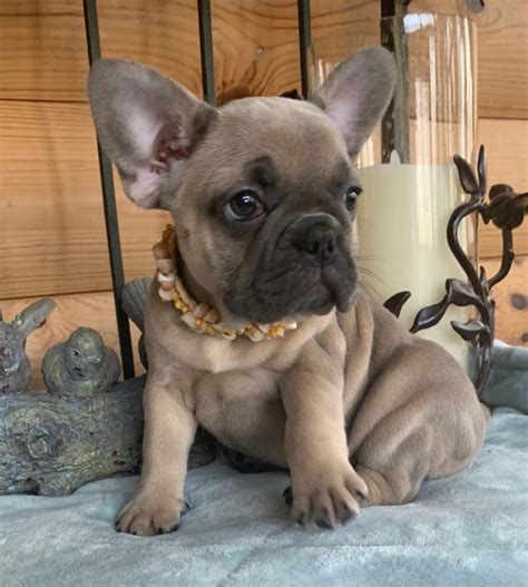 77+ Fawn Female French Bulldog For Sale Pic - Bleumoonproductions