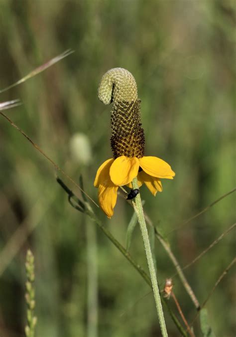 Upright Prairie Coneflower 2 Free Stock Photo - Public Domain Pictures