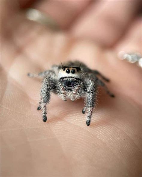 Breeding Cute Jumping Spiders in Findhorn