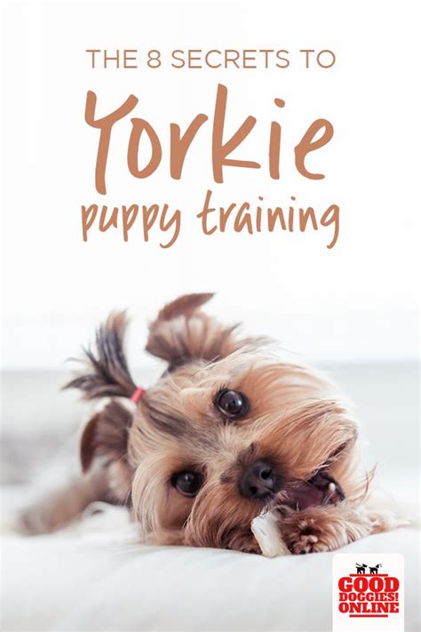 The 8 Secrets To Yorkie Puppy Training - Good Doggies Online | Yorkie puppy training, Yorkie ...