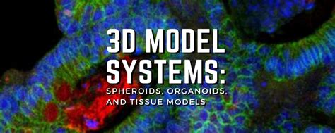 3D Model Systems: Spheroids, Organoid and Tissue Model Systems