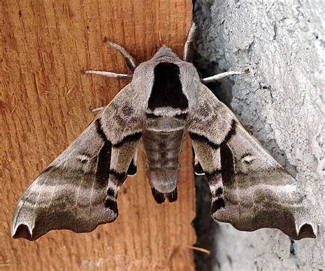 One-eyed Sphinx Moth– Identification, Life Cycle, Facts & Pictures