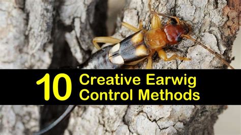 10 Creative Earwig Control Methods