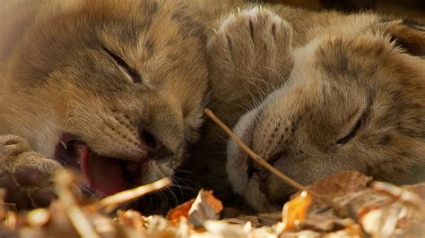 Lioness Cuddles Her Newborn Cubs | BBC Earth - YouTube