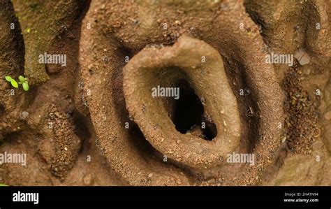 Swarm of ants hi-res stock photography and images - Alamy