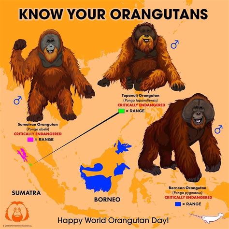 Pin by Wesley Federl on Entities in 2020 | Bornean orangutan, Sumatran orangutan, Narwhal