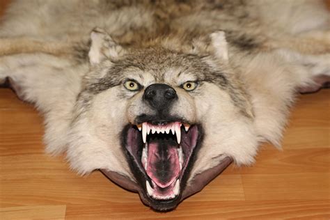 SIBERIAN GREY WOLF - TAXIDERMY RUG, CARPET FOR SALE - FUR, PELT, HIDE, SKIN - GRAY WOLF - ST3767