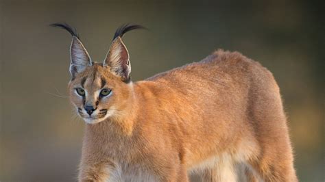 A caracal stares to the left as it walks | Caracal cat, Types of cats breeds, Wild cats