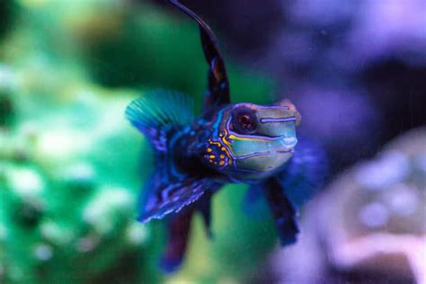 Mandarin Goby: [Synchiropus splendidus] Full Caresheet - Aquariadise