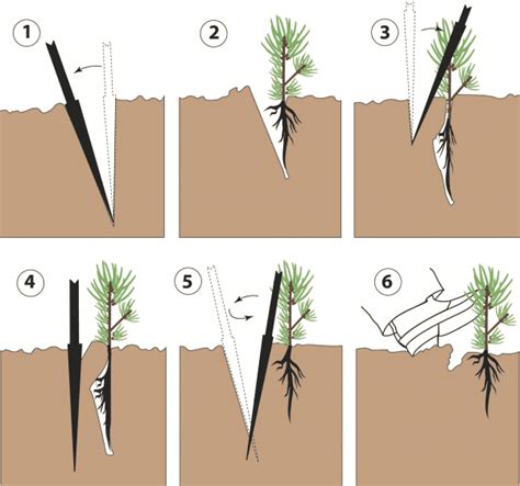 Planting Southern Pine Seedlings - Alabama Cooperative Extension System