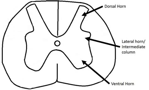 The Grey Matter of the Spinal Cord - TeachMeAnatomy