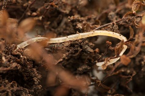 What Are Pot Worms: What To Do For White Worms In Compost