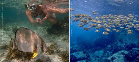 Snorkeling La Digue, Seychelles | A Guide to the Best Spots | Snorkeling Report