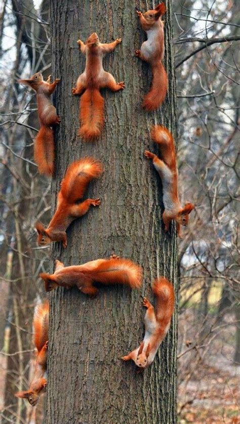 The News For Squirrels: Squirrel Facts: The Eurasian Red Squirrel | Nature animals, Cute animals ...