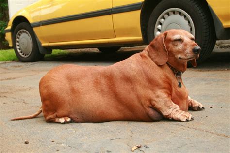 15 Fattest Dog Breeds (Growth & Strength) - Simply For Dogs