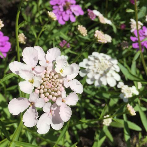 Candytuft | Our Edible Flowers | The Flower Deli