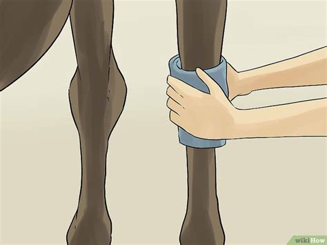 How to Treat Lameness in Horses: 10 Steps (with Pictures) | Horses, Horse care, Picture