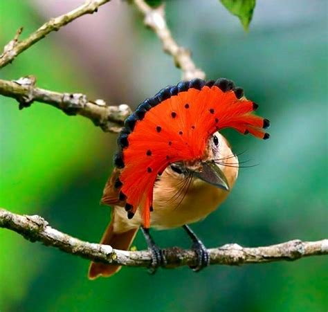 AMAZONIAN ROYAL FLYCATCHER photos - wallpapers (ανανεωμένο) | the fun bank