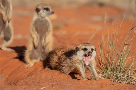 Meerkats on the move | Wildlife Journal Winter 2022 | Tswalu