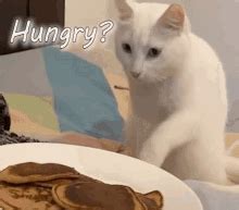 Hungry Cat GIFs | Tenor