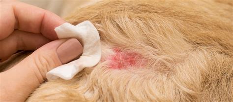 How To Treat Bad Flea Bites On Dogs