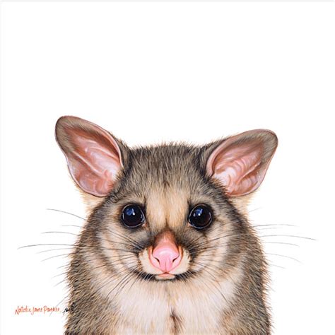 Common brushtail possum - Australian Wildlife Portrait