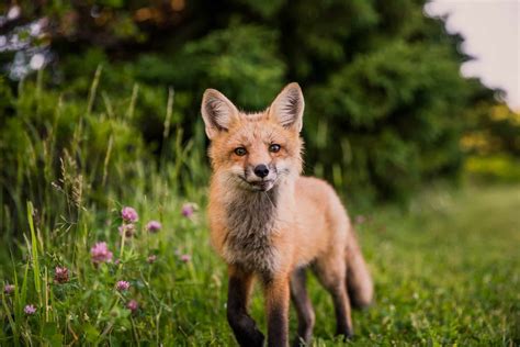 Wildlife in Germany - Animals Around The Globe