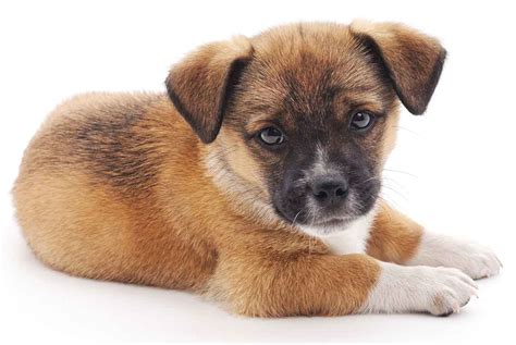 Dog Names - Thousands Of Awesome Ideas For Naming Your Puppy