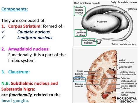 Pin by Lynsay Haverland on Study Saviors | Caudate nucleus, Limbic system, Internal capsule