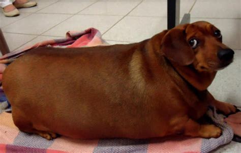 fat wiener looking at you oddly | Dogs | Know Your Meme
