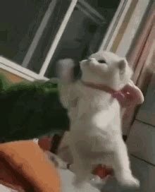 Small Cat Angry Cat GIF - Small Cat Angry Cat Cute - Discover & Share GIFs