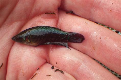 Rogue Siamese fighting fish breeding by the thousands in Darwin's Adelaide River - ABC News