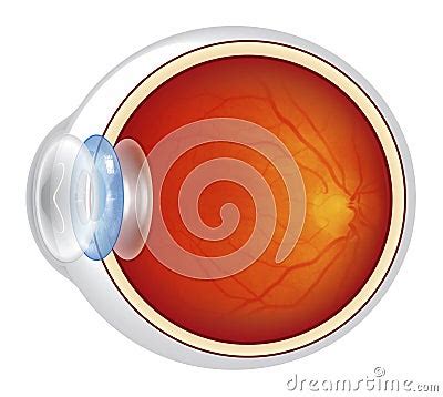 Eyeball - Cross Section Illustrated Royalty Free Stock Images - Image ...