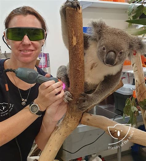 Friends Of The Koala on Instagram: “Bobby has physio and laser sessions twice a week. His right ...