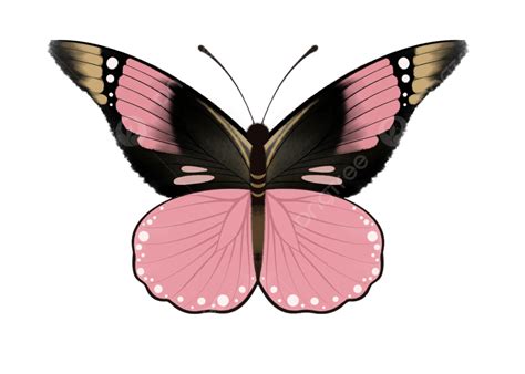Pretty Butterfly Pattern Pink, Beautiful Butterfly, Beautiful Butterfly Pink, Pretty PNG ...