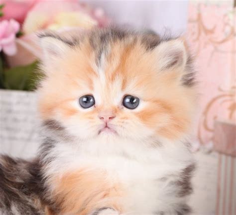 20+ Calico Cat Kittens For Sale - Furry Kittens