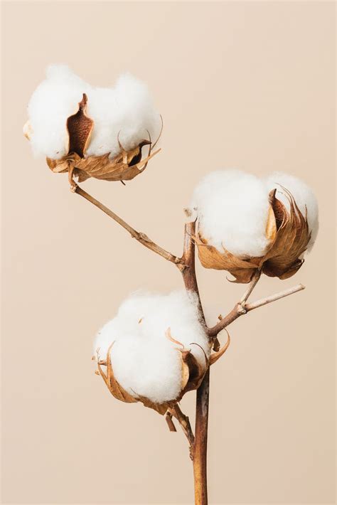 Cotton Texture Images | Free Vectors, PNGs, Mockups & Backgrounds ...