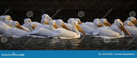 White Pelican Migration stock image. Image of peaceful - 170139395