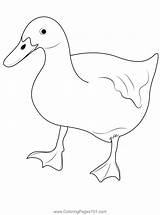 Pet Duck Behavior Coloring Page For Kids  Free Ducks Printable sketch template