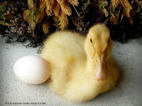 Raising Ducklings Naturally | Fresh Eggs Daily® | Raising ducks ...