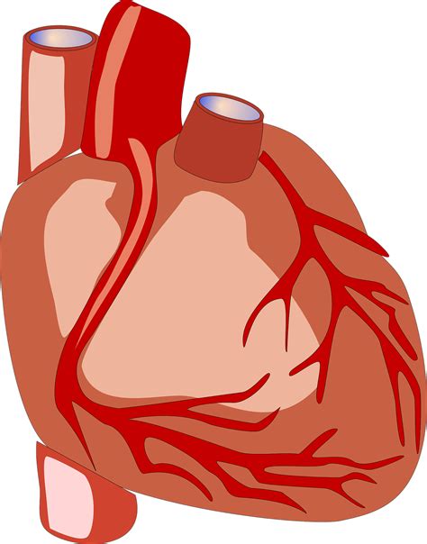 Herz Menschliches Anatomie - Kostenlose Vektorgrafik auf Pixabay - Pixabay