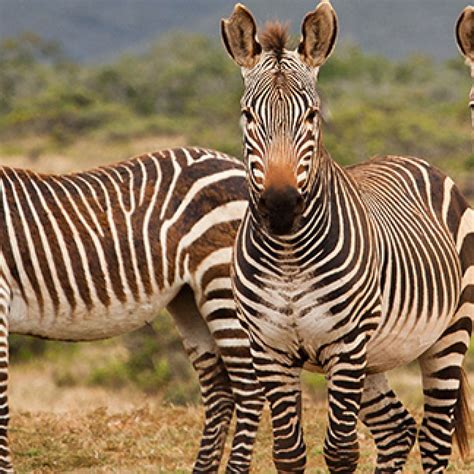 Cape mountain zebra project - Capenature