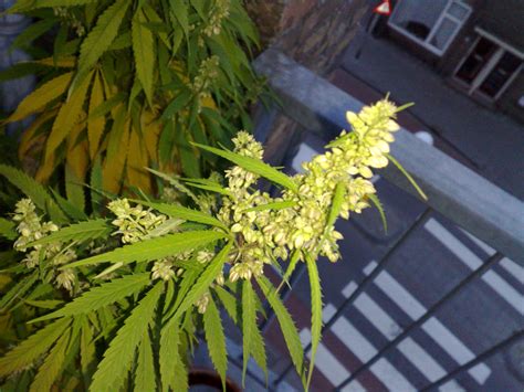 File:Flowering male marijuana plant.jpg - Wikipedia