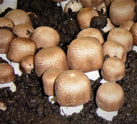 M7700 Agaricus subrufescens | Mycelia