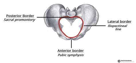 The Pelvic Girdle - Structure - Function - Assessment - TeachMeAnatomy