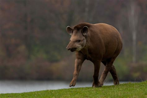 Surprising Facts About Tapirs