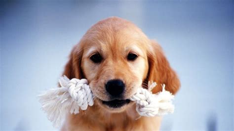 🔥 [50+] Golden Retriever Christmas Wallpapers | WallpaperSafari