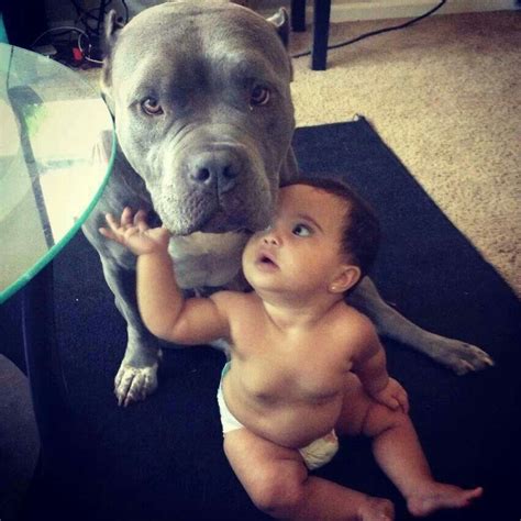 Pitbull Protecting Baby | Pitbulls, Pitbull terrier, Pitbull dog