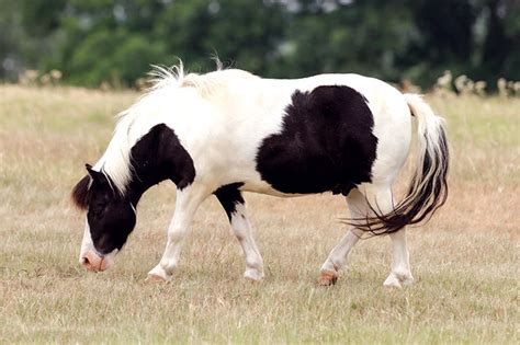 Equine Metabolic Syndrome |Metabolic Issues in Horses