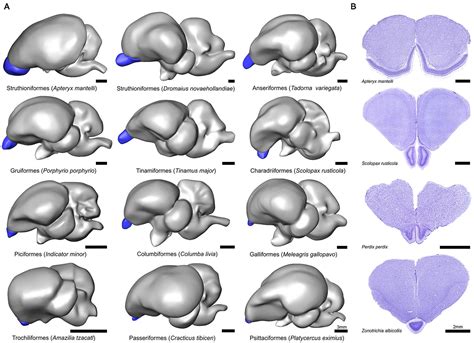 Frontiers | Diversity in olfactory bulb size in birds reflects allometry, ecology, and phylogeny ...